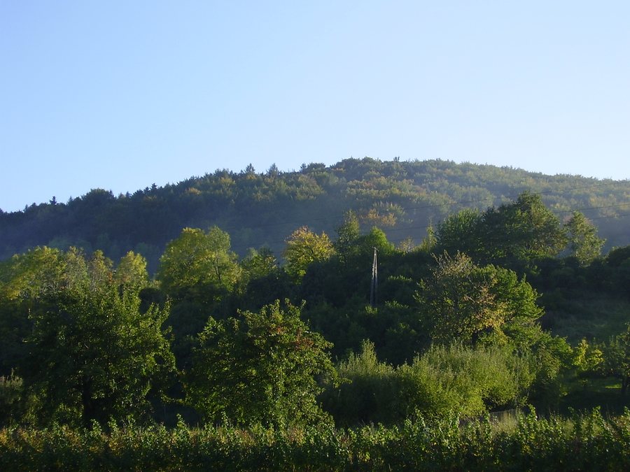 File:Białawoda (woj małopolskie)-las.jpg